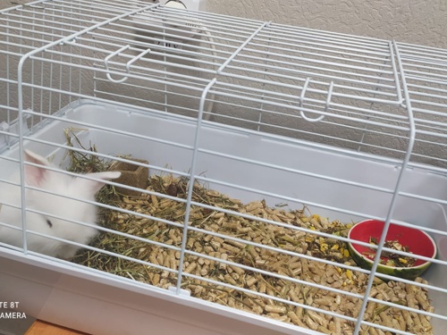 Наша Снежа ищет новый дом!