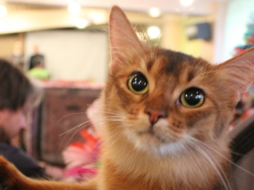 "Кошачий перформанс" для зрителей спектакля "В ДУШЕ ХОРОШИЙ ЧЕЛОВЕК"